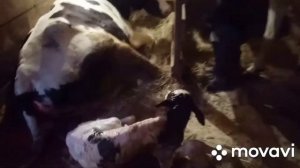 Отел первотелки. Кто родился.