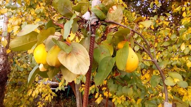 Как хеномелес ( айва японская ) отличается от айвы обыкновенной смотреть онлайн