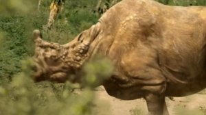 Бронтотерий ( Прогулки с чудовищами )