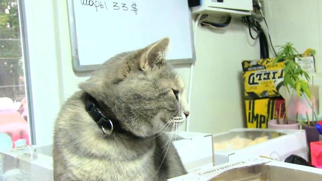 как прошел Чемпионат Украины по пейнтболу в г.Винница