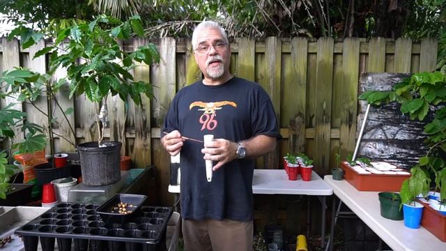 How To Plant Coffee Arabica And Robusta Seeds