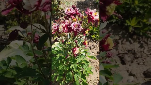 Аквилегия в саду. Цветение аквилегии в мае #аквилегия #водосбор #растениядлясада #розоваяаквилегия смотреть онлайн