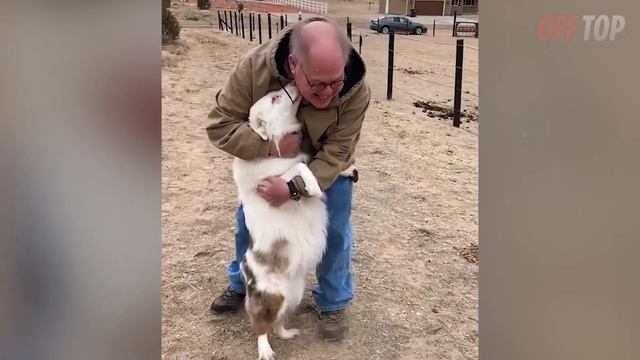 Попробуй НЕ ЗАПЛАКАТЬ! Топ 10 Моментов Встречи Животных с Хозяевами После Долгой Разлуки смотреть онлайн