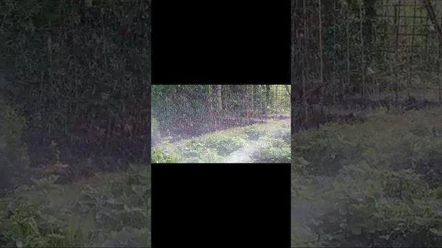 Ох и трудная эта работа ..деление огромного куста хосты!!! смотреть онлайн