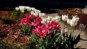 ЦВЕТЕНИЕ ТЫСЯЧИ ТЮЛЬПАНОВ НА МОЁМ УЧАСТКЕ ВЕСНОЙ + ДРУГИХ ЦВЕТОВ