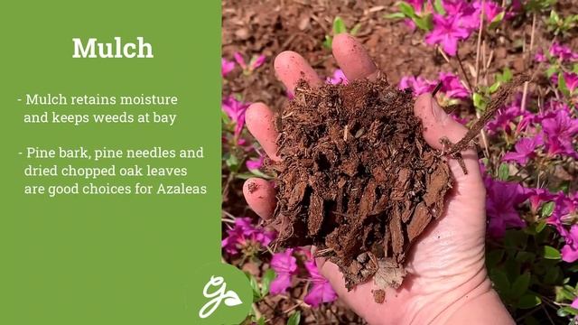 How to Grow & Care for Azaleas - Keep Your Plants Healthy & Blooming Year After Year смотреть онлайн