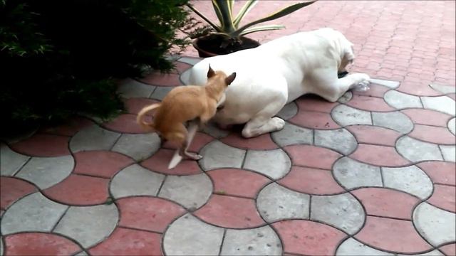 Сатисфэкшн смотреть онлайн