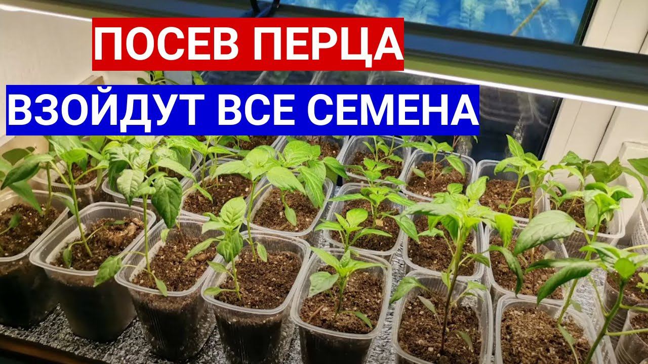ПОСЕВ ПЕРЦА - ВЗОЙДЕТ КАЖДОЕ СЕМЕЧКО! ЗАМАЧИВАНИЕ СЕМЯН ПЕРЦА ПЕРЕД ПОСЕВОМ! смотреть онлайн