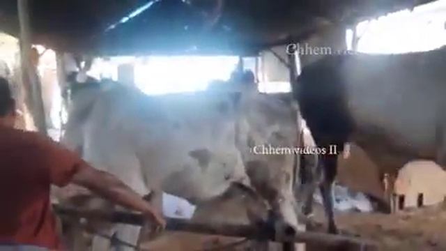 Horse Meeting, Horse Breeding, Dog Mating, Donkey Mating