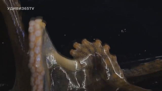 Схватка акулы и осьминога: столкновение подводных монстров смотреть онлайн