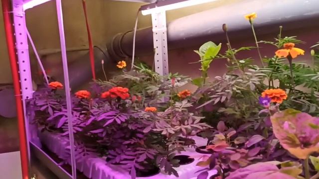 цветы на гидропонике. смотреть онлайн