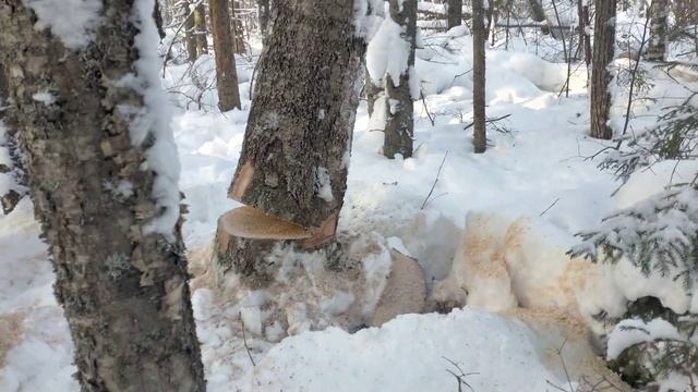 Строительные Технологии