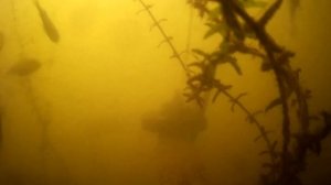 ТАК ВОТ ОТ ЧЕГО ВСЯ РЫБА ДУРЕЕТ! РЕАКЦИЯ РЫБЫ СУШЕНЫЕ ВОДОРОСЛИ НОРИ! Подводная съемка