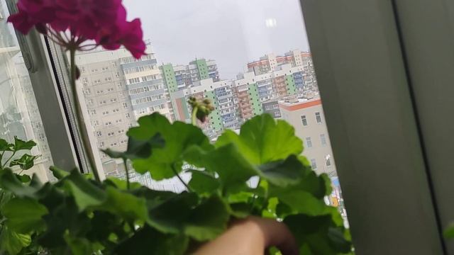 Февральский обзор растений смотреть онлайн