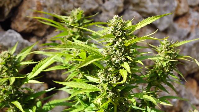 CÓMO CULTIVÉ #MARIHUANA de 3 METROS | SEGUIMIENTO COMPLETO смотреть онлайн