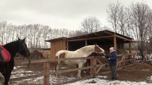 Тайны Шарыповского музея и любители рафинада в "Лошадином доме" смотреть онлайн
