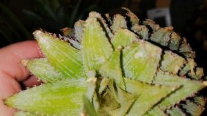 Как вырастить ананас в домашних условиях. Укоренение верхушки ананаса.