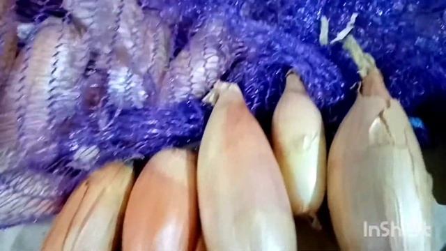 Лук ШАЛОТ БАНАНОВЫЙ ГИГАНТ золотистый смотреть онлайн
