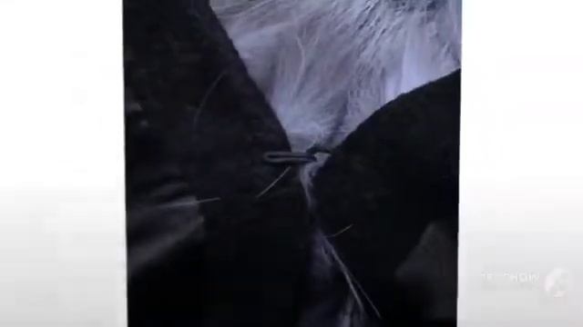 Одежда с AliExpress/Шуба из натурального Лисьего меха/Воротник-мандарин смотреть онлайн