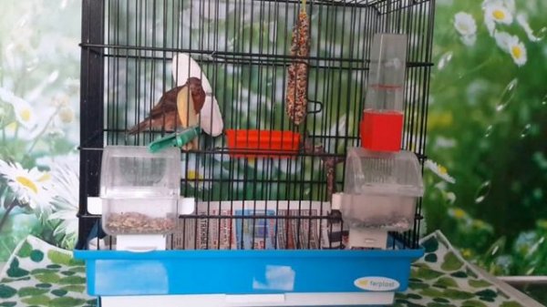 Линька у канареек. (Molting of canaries).mp4