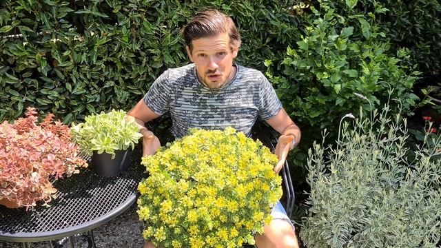 Pollinator-friendly Plant of the Year 2019: Sedum Atlantis смотреть онлайн