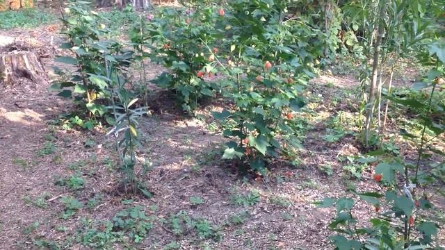 Абутилоны на даче. Лето 2014 смотреть онлайн