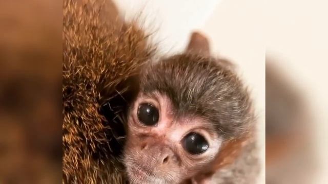 Милейшие детки животных?Маленькие обезьянки Новая видео про зверушек? ? Выпуск № 20 смотреть онлайн