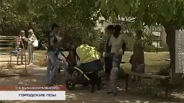 Родители покусанных детей требуют эвтаназию бродячих псов смотреть онлайн
