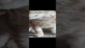 Песенка от Львенка