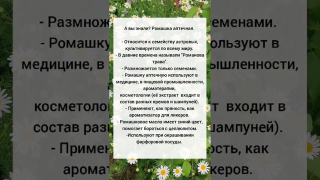 А вы знали? Ромашка смотреть онлайн