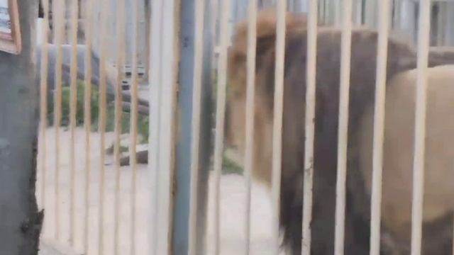 Спортивная разминка от льва Тиграна ??? #lion #animals #тигран смотреть онлайн