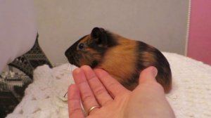 Дрессировка морских свинок. Training guinea pig.