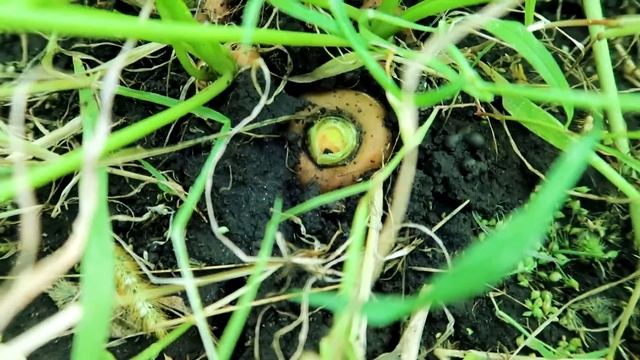 БУДНИ МНОГОДЕТНОЙ МАМЫ: ПЕЧЁМ ПИРОГ ? ◾ ДОМАШНЙ ЙОГУРТ ? ◾ НАВОДИМ ЧИСТОТУ ? ◾ САЖАЕМ РАСТЕНИЯ ? смотреть онлайн