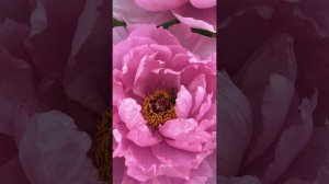 Древовидный пион