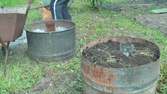 Посадка огурцов в бочку, собираю урожай до морозов! смотреть онлайн