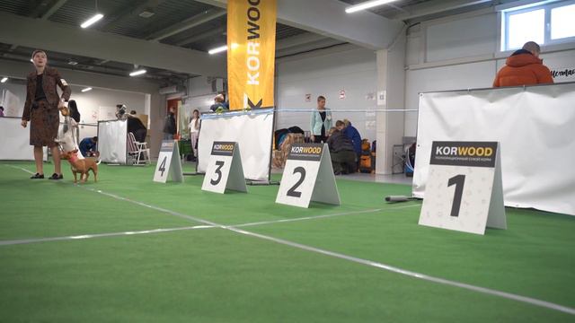 Выставка собак СКОМ "ВЫСШАЯ ЛИГА" UCOW UFBA KUPA (2023) смотреть онлайн