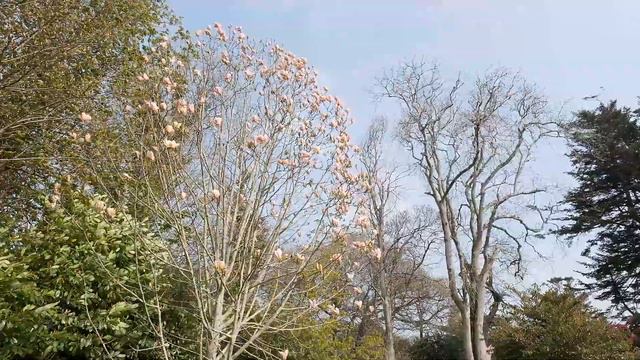 Magnolia 'Peachy' And Magnolia 'Daybreak'