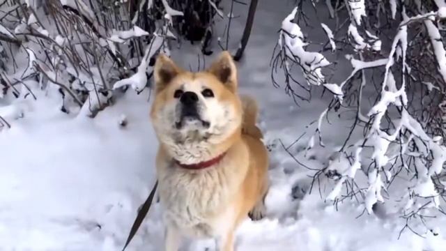 Собачка крошки евы ПИРОЖОЧЕК ?? смотреть онлайн