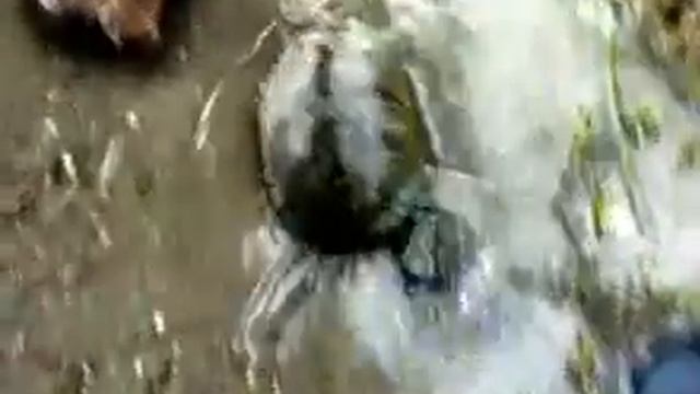 Черепашка, которая нехочет в Суп!