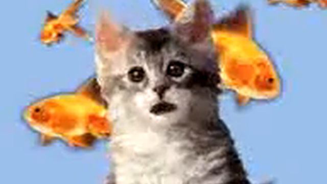 Кошка поет.3gp смотреть онлайн