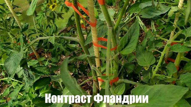 Какие сорта томатов растут у меня в теплице 2022. Часть 1. смотреть онлайн