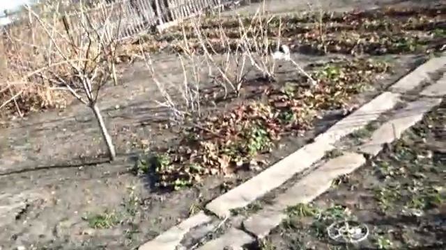 ЧЁРНАЯ СМОРОДИНА что будет с ней зимой смотреть онлайн