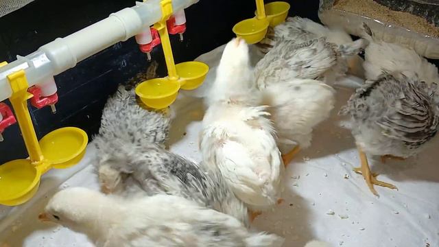 цыплята🐥 17 февраля 2024 г. смотреть онлайн