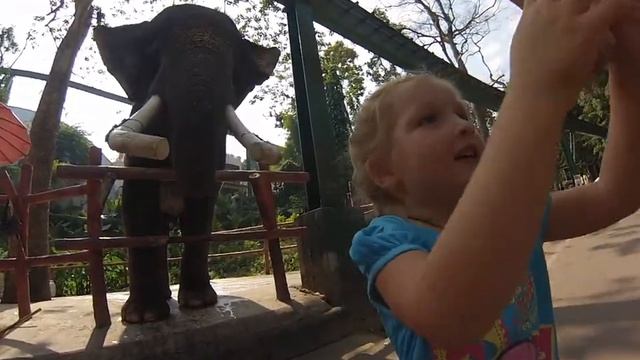 Кормежка слона в зоопарке Чиангмая, Таиланд смотреть онлайн