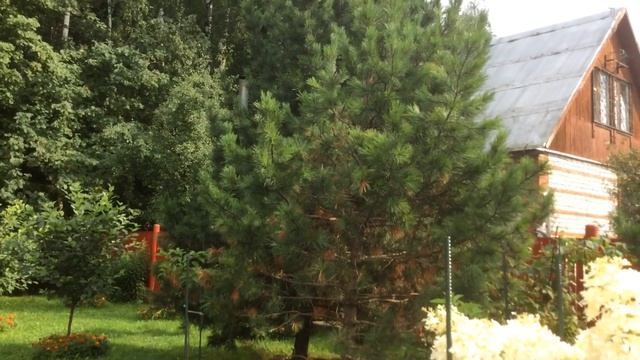 Метельчатая гортензия «Фантом» смотреть онлайн