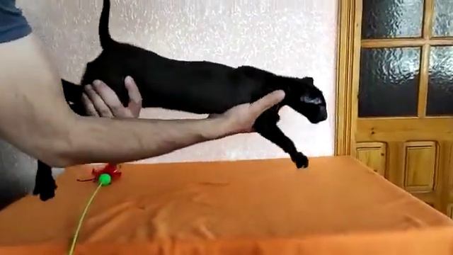 Black oriental cat, male (OSH n), for breeding - Черный ориентальный кот, мальчик, в разведение. смотреть онлайн