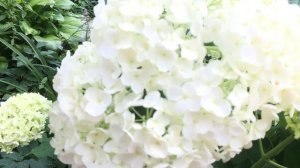 Гортензия древовидная Баунти