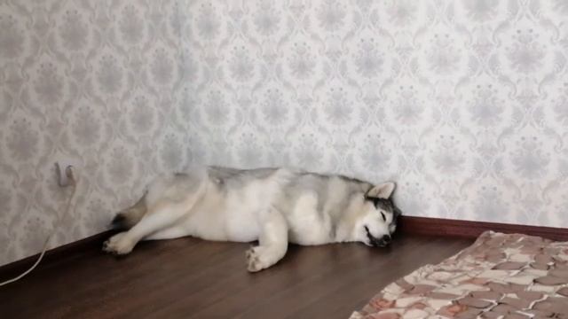 Силька спит она устала, наверное снятся кошки смотреть онлайн