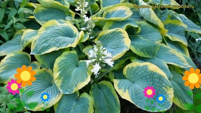 Хоста зибольда Френсис Вильямс. Краткий обзор, описание Hosta Sieboldiana Frances Williams