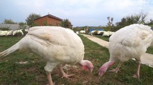 Индюки Хайбрид конвертер в 4 месяца.